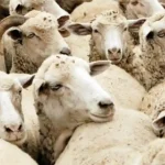 ANSVSA Carcasele romnesti de bovine si ovine ar putea ptrunde mai usor pe pieele din Orientul Mijlociu prin tranzit turcesc