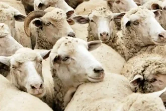 ANSVSA Carcasele romnesti de bovine si ovine ar putea ptrunde mai usor pe pieele din Orientul Mijlociu prin tranzit turcesc