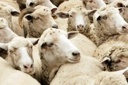 ANSVSA Carcasele romnesti de bovine si ovine ar putea ptrunde mai usor pe pieele din Orientul Mijlociu prin tranzit turcesc