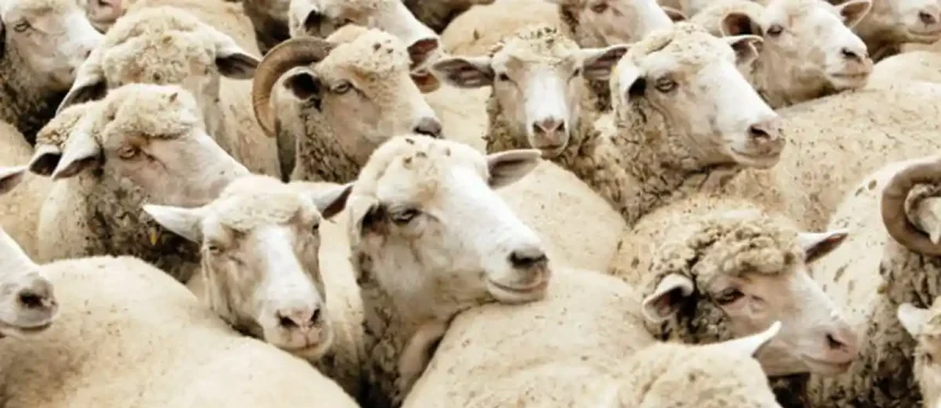 ANSVSA Carcasele romnesti de bovine si ovine ar putea ptrunde mai usor pe pieele din Orientul Mijlociu prin tranzit turcesc