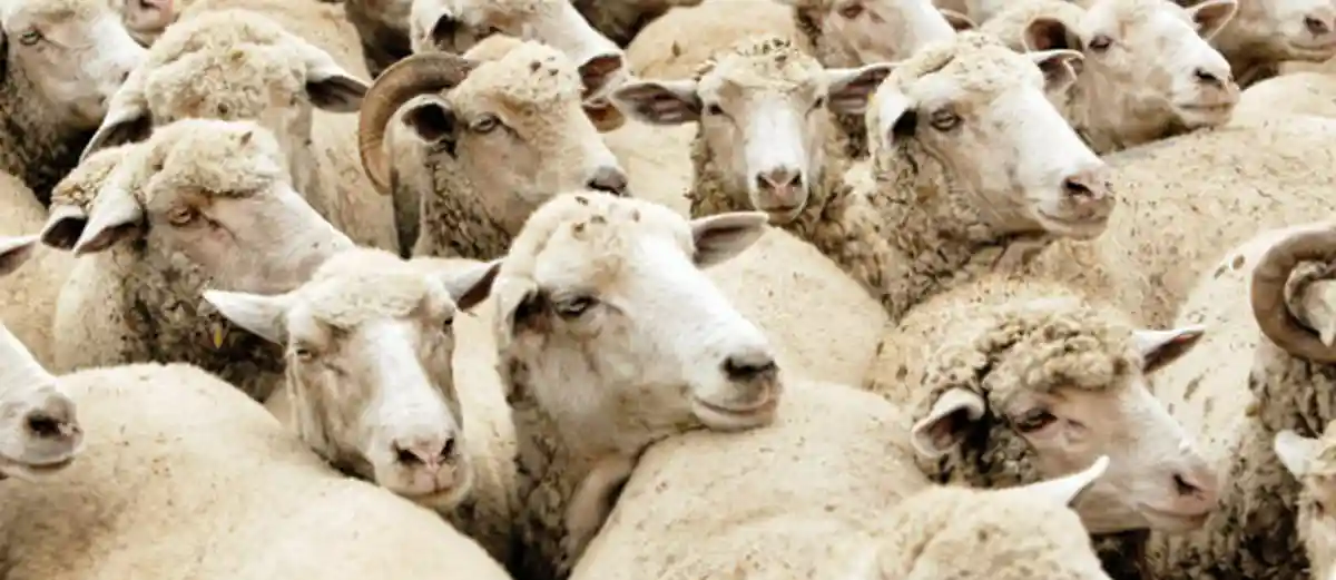 ANSVSA Carcasele romnesti de bovine si ovine ar putea ptrunde mai usor pe pieele din Orientul Mijlociu prin tranzit turcesc