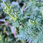 Ainceput sezonul ambroziei Copiii cu varste sub 1 an ar putea fi afectati O planta poate elibera un miliard de granule de polen in aer pe care vantul le poate transporta pana la 3 km
