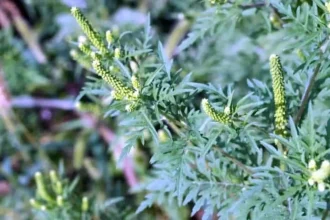 Ainceput sezonul ambroziei Copiii cu varste sub 1 an ar putea fi afectati O planta poate elibera un miliard de granule de polen in aer pe care vantul le poate transporta pana la 3 km