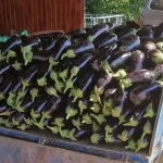Ce trebuie sa contina salata de vinete pentru a fi cu adevarat delicioasa