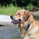 Cum sa ingrijim animalele de companie in zilele caniculare Recomandarile IPJ Alba Asigurati le apa proaspata si o zona umbroasa prietenului nostru necuvantator