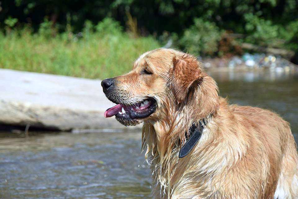 Cum sa ingrijim animalele de companie in zilele caniculare Recomandarile IPJ Alba Asigurati le apa proaspata si o zona umbroasa prietenului nostru necuvantator