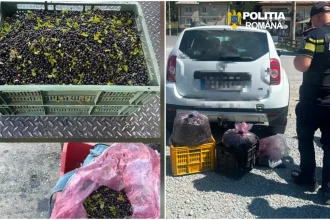 De ce au intervenit politistii si jandarmii in Apuseni Aciunea Afinele initiat la solicitarea primarilor din zona avandui in vedere pe culgatorii din alte judete