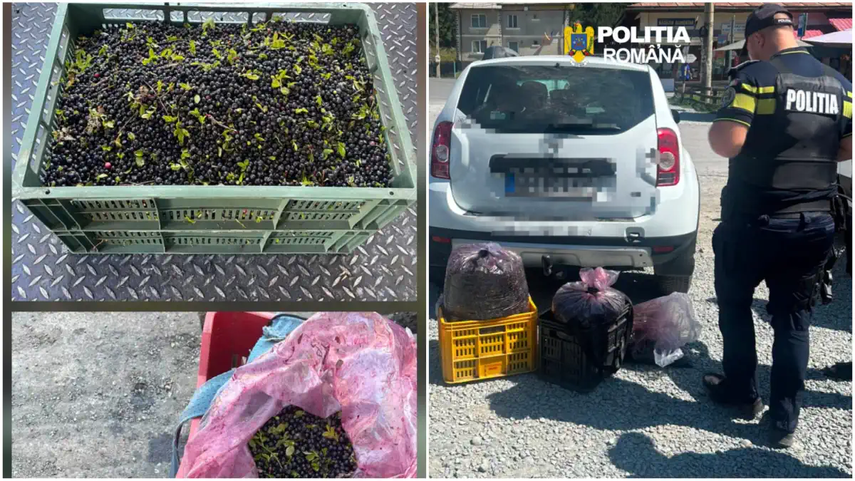 De ce au intervenit politistii si jandarmii in Apuseni Aciunea Afinele initiat la solicitarea primarilor din zona avandui in vedere pe culgatorii din alte judete