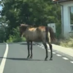 FOTO INTAMPLAREA TA Calul de pe strada Alcala de Henares sursa de nemultumire pentru conducatorii auto din zona Am facut nenumarate reclamatii Noaptea poate ajunge pe capota masinii tale si nu exista cine sa te despagubeasca