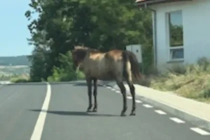 FOTO INTAMPLAREA TA Calul de pe strada Alcala de Henares sursa de nemultumire pentru conducatorii auto din zona Am facut nenumarate reclamatii Noaptea poate ajunge pe capota masinii tale si nu exista cine sa te despagubeasca