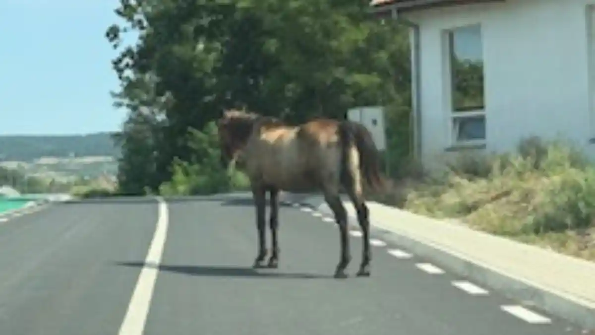 FOTO INTAMPLAREA TA Calul de pe strada Alcala de Henares sursa de nemultumire pentru conducatorii auto din zona Am facut nenumarate reclamatii Noaptea poate ajunge pe capota masinii tale si nu exista cine sa te despagubeasca