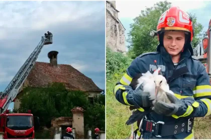 Foto Pui de barza salvat de pe acoperisul unei case Interventie speciala a pompierilor din judetul invecinat