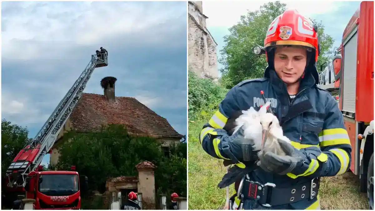 Foto Pui de barza salvat de pe acoperisul unei case Interventie speciala a pompierilor din judetul invecinat