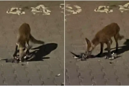 Foto stirea ta Vulpea la cina in Alba Iulia Salbaticiunea surprinsa pe o strada din oras in timp ce se hranea