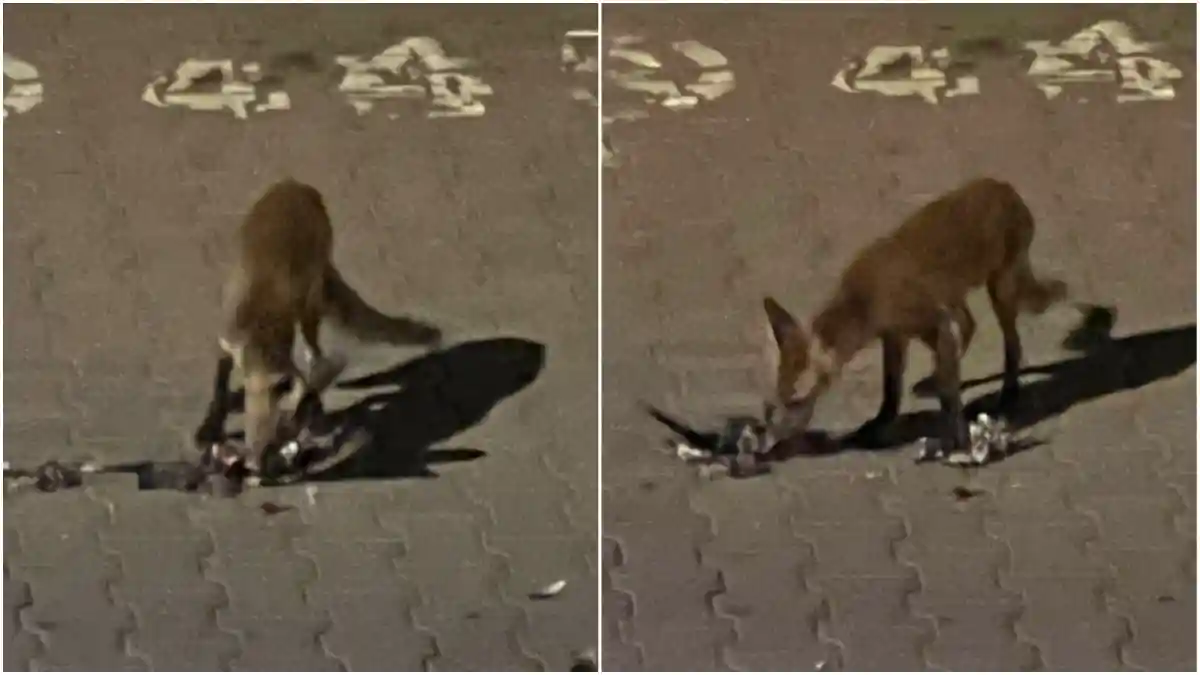 Foto stirea ta Vulpea la cina in Alba Iulia Salbaticiunea surprinsa pe o strada din oras in timp ce se hranea