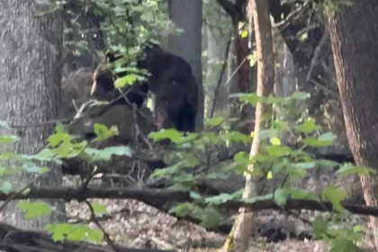 Prezena unei ursoaice cu doi pui semnalt n Cugir A fost emis un mesaj RO ALERT pentru locuitorii din zona Dumbrava