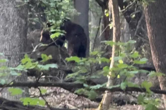 Prezentarea unui urs semnalata in comuna Cetatea de Balta A fost emis mesaj RO ALERT pentru locuitorii satului Tatarlaua