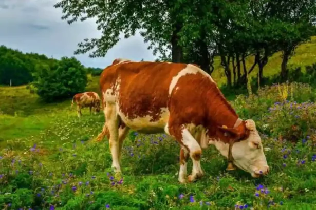 Sprijin financiar pentru crescatorii de bovine si porcine Noi scheme aprobate de Parlament Care este valoarea subventiei