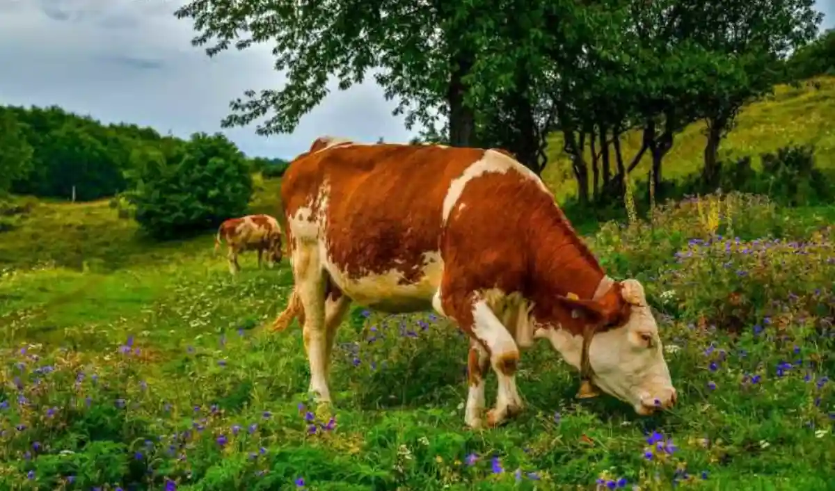Sprijin financiar pentru crescatorii de bovine si porcine Noi scheme aprobate de Parlament Care este valoarea subventiei