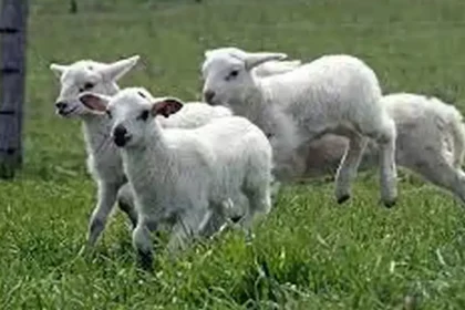 Transport ilegal de miei in Alba 41 de animale disparute iar alte 51 eutanasiate Autoritatile sunt in alerta din causa riscului epidemiologic