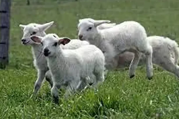 Transport ilegal de miei in Alba 41 de animale disparute iar alte 51 eutanasiate Autoritatile sunt in alerta din causa riscului epidemiologic
