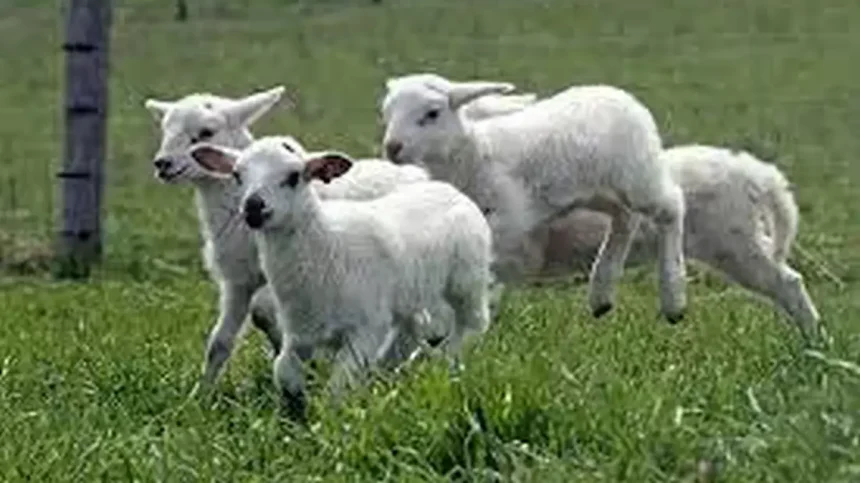Transport ilegal de miei in Alba 41 de animale disparute iar alte 51 eutanasiate Autoritatile sunt in alerta din causa riscului epidemiologic
