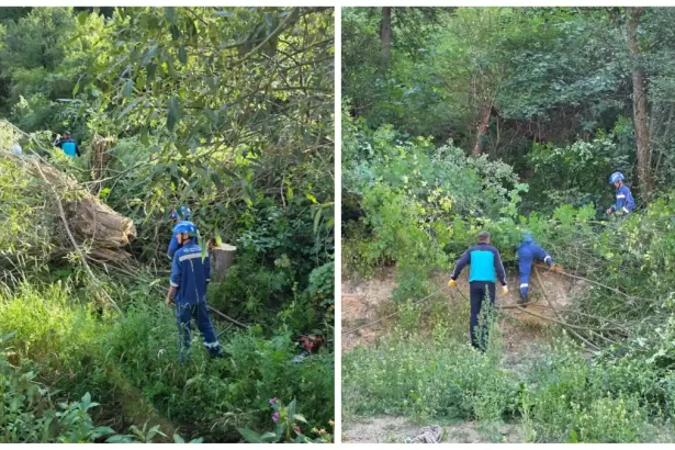 VIDEO Dupa ce in aceasta iarna 50000 de familii din Apuseni au ramas fara curent electricienii isi fac vara sanie Interventie de curatare a vegetatiei in apropierea liniilor electrice