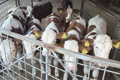 Video Cei 8 vitei furati din Muntii Apuseni au fost gasiti Fermierul a mers la Arad pe cont propriu si i a recuperat Omul de buna credinta a inteles situatia
