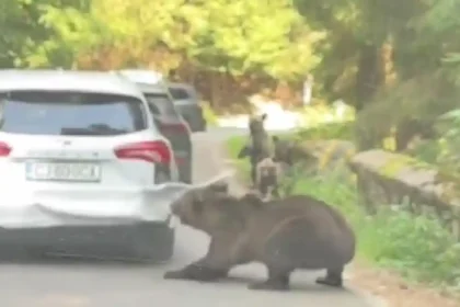 Video Un urs a agresat o masina pe Transfagarasan Animalul a smuls cu usurinta bara de pe spatele autoturismului