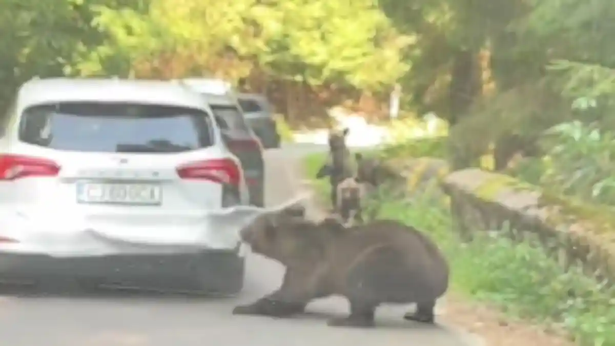 Video Un urs a agresat o masina pe Transfagarasan Animalul a smuls cu usurinta bara de pe spatele autoturismului