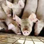 focar de pesta porcina africana confirmat in judetul vecin peste 10 localitati afectate de restrictii