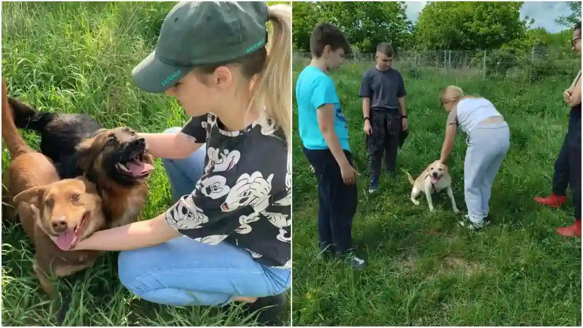 foto peste 600 de caini adoptati in 2 ani si jumatate alba iulia un model de implicare pentru protectia animalelor viceprimar suntem norocosi si privilegiati