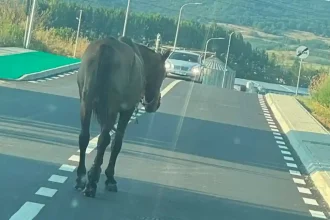 foto stirea ta umor in situatii dificile la alba iulia industria calului revine animalul observat plimbandu se liber pe strada alcala de henares