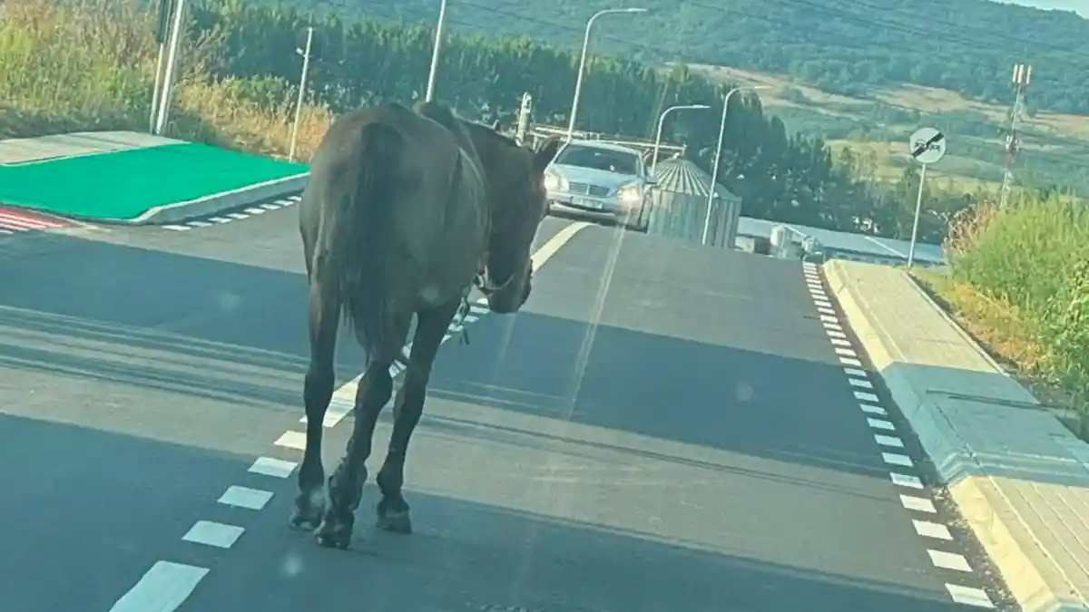 foto stirea ta umor in situatii dificile la alba iulia industria calului revine animalul observat plimbandu se liber pe strada alcala de henares
