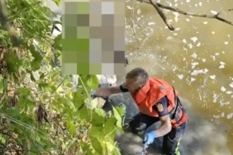foto zeci de oi au ajuns in raul mures 35 au fost salvate iar 8 au fost gasite moarte