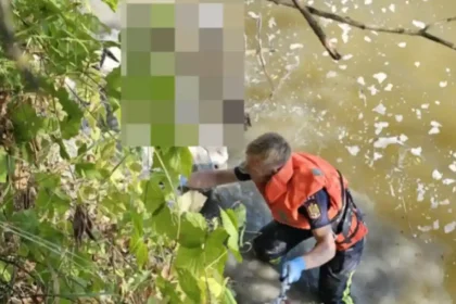 foto zeci de oi au ajuns in raul mures 35 au fost salvate iar 8 au fost gasite moarte