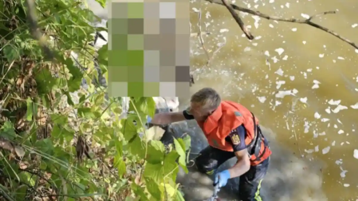 foto zeci de oi au ajuns in raul mures 35 au fost salvate iar 8 au fost gasite moarte