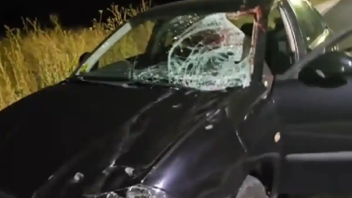 video inevitabilul s a ntamplat calul de pe strada alcala de henares a murit dupa ce a sarit in fata unei masini conduse de un tanar sofer momentul impactului suprins de o camera de bord
