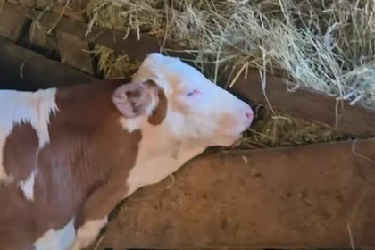 video stirea ta sapte vitzei furati dintr un grajd din apuseni fermierul afectat apel catre crescatorii de animale paziti va munca