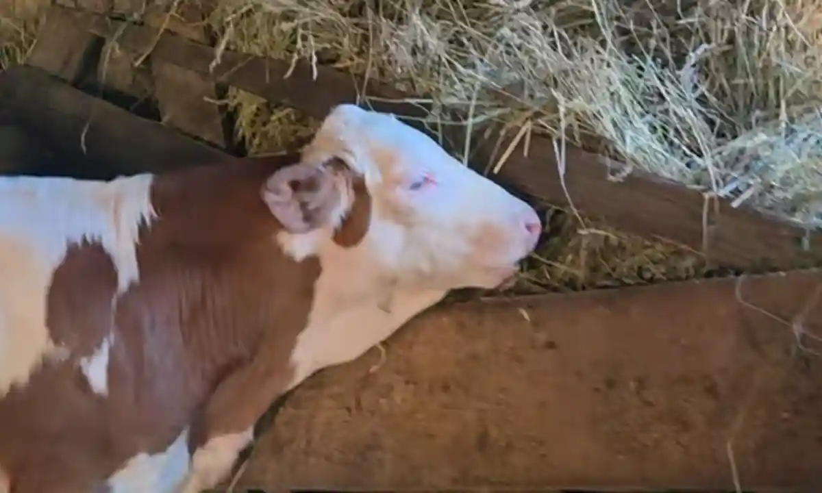 video stirea ta sapte vitzei furati dintr un grajd din apuseni fermierul afectat apel catre crescatorii de animale paziti va munca