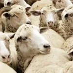 200 de ovine transportate ilegal, găsite în camion la Alba Iulia