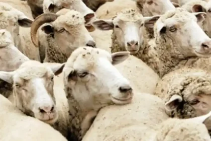 200 de ovine transportate ilegal, găsite în camion la Alba Iulia