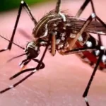 85 de cazuri de West Nile în acest sezon. Decesele, în creștere