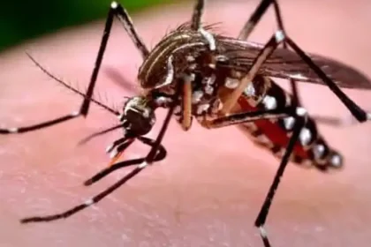85 de cazuri de West Nile în acest sezon. Decesele, în creștere