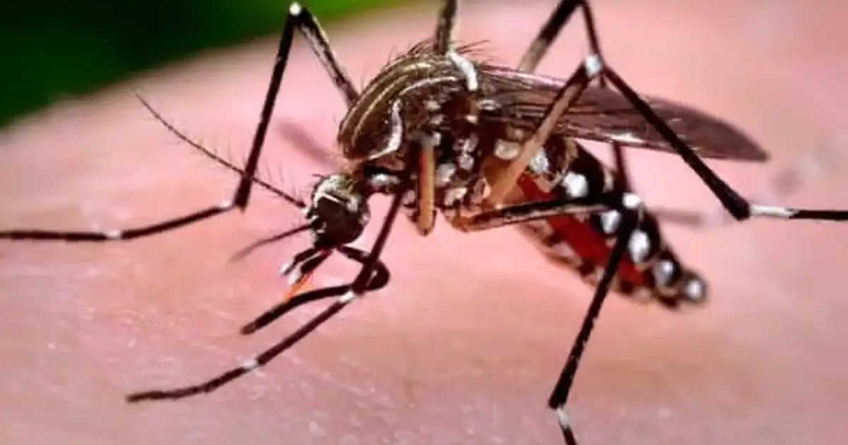 95 de cazuri de infecție cu virusul West Nile în acest an; cinci persoane au murit