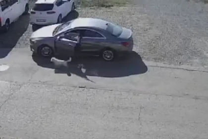 Câinele Dixie din Alba Iulia, luat de o femeie. Proprietarul vrea să-l recupereze