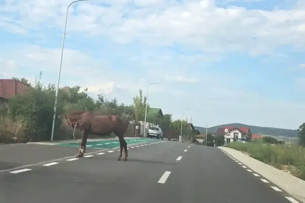 Cal nou pe strada Alcala de Henares din Alba Iulia; altul a murit lovit de mașină