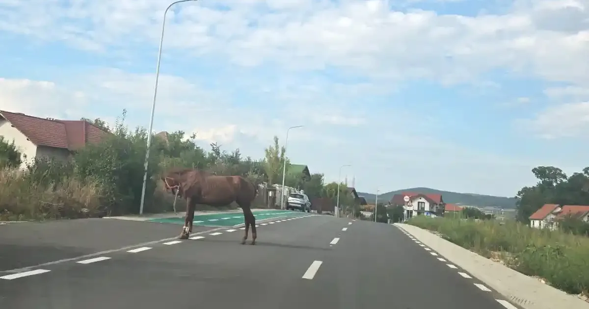 Cal nou pe strada Alcala de Henares din Alba Iulia; altul a murit lovit de mașină