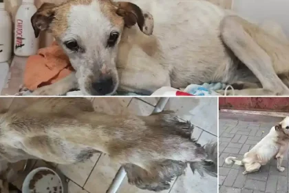 Cățelușă salvată în Alba: doar piele și os, acum iubită