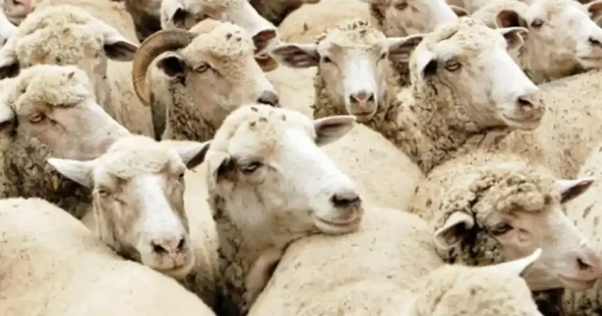 CE aprobă planul ANSVSA pentru relansarea exporturilor de ovine și caprine